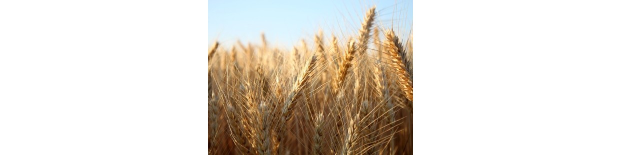 Shop 8 Variety Grain Seed Packages | Organic | The Seed Guy