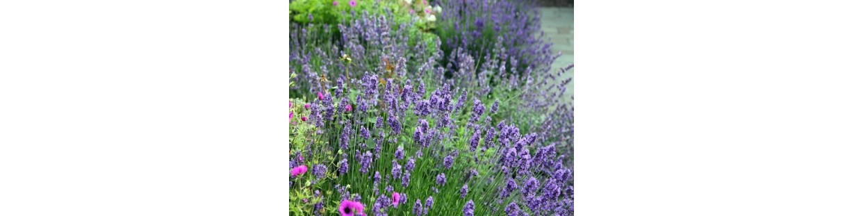 Shop 8 Variety Flower Seed Packages | Companion & Pollinator Kit | The Seed Guy