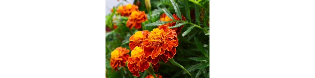 Premium French Marigold Seeds | Natural Pest Control & Companion | The Seed Guy
