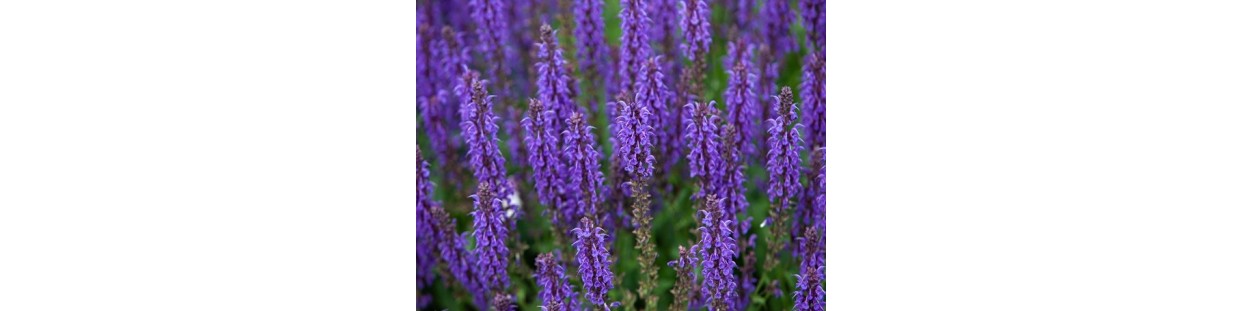 Premium Hyssop Seeds | Heirloom Purple Flower & Herb | The Seed Guy