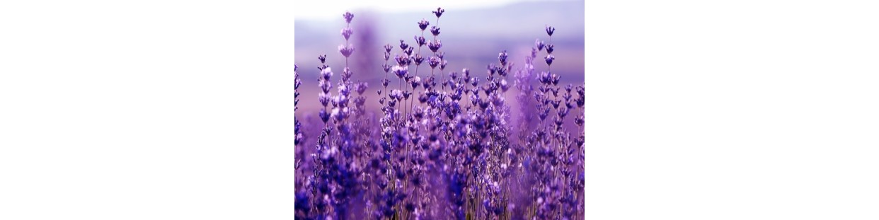 Premium Lavender Seeds | Heirloom Fragrant Purple Flowers | The Seed Guy