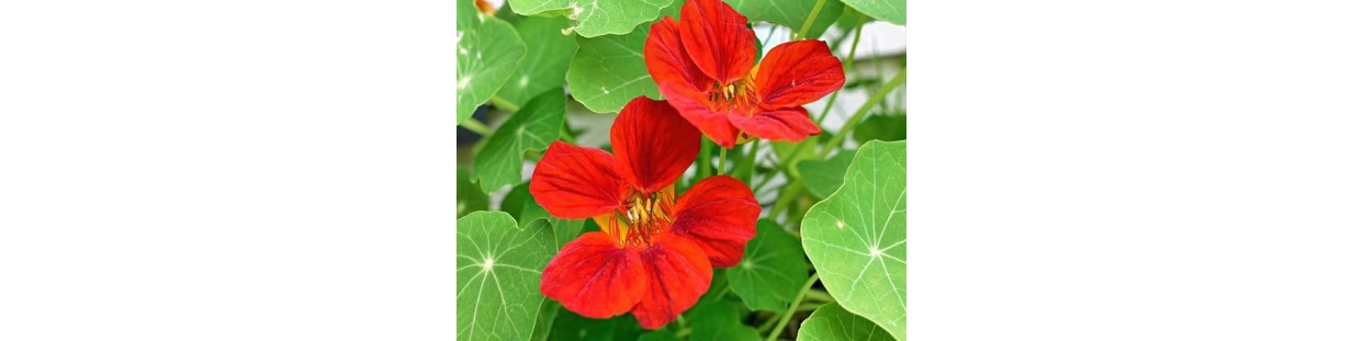 Premium Nasturtium Seeds | Edible Flowers & Trap Crop | The Seed Guy