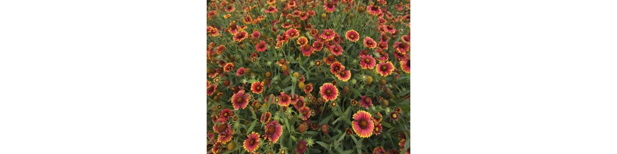 Premium Painted Daisy Seeds | Heirloom Pyrethrum Flowers | The Seed Guy