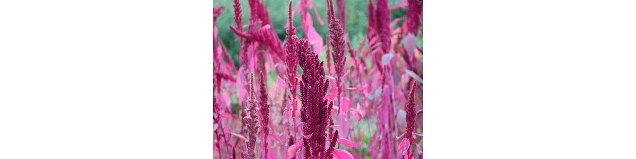 Premium Amaranth Seeds | Non-GMO Grain & Ornamental | The Seed Guy