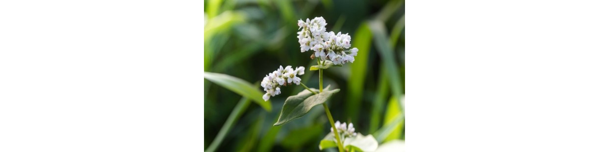 Premium Buckwheat Seeds | Organic, Heirloom & Non-GMO | The Seed Guy