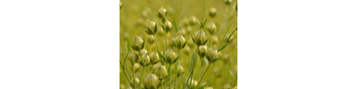 Premium Flax Seeds | Organic, Heirloom & Non-GMO | The Seed Guy