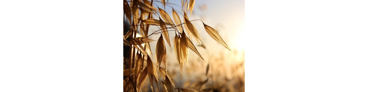 Premium Oat Seeds | Organic, Heirloom & Non-GMO | The Seed Guy