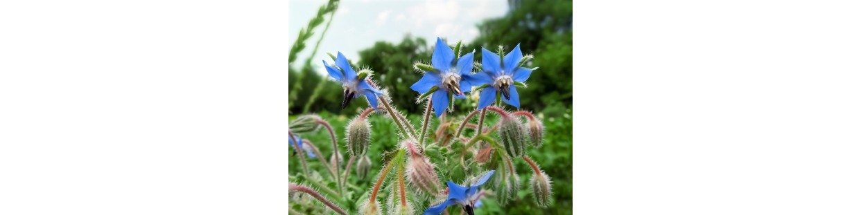 Premium Borage Seeds | Heirloom, Non-GMO & Open-Pollinated | The Seed Guy