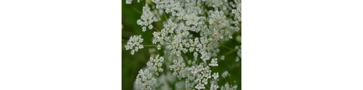 Premium Caraway Seeds | Heirloom, Non-GMO & Open-Pollinated | The Seed Guy