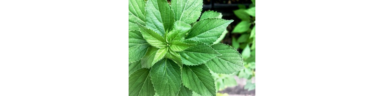 Premium Catnip Seeds | Heirloom, Non-GMO & Open-Pollinated | The Seed Guy