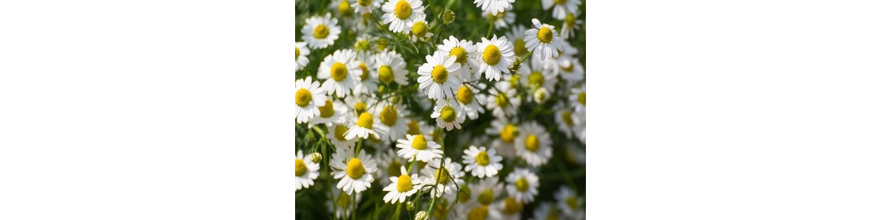 Premium Chamomile Seeds | Heirloom, Non-GMO & Open-Pollinated | The Seed Guy