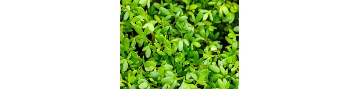 Premium Curled Cress Seeds | Heirloom, Non-GMO & Open-Pollinated | The Seed Guy