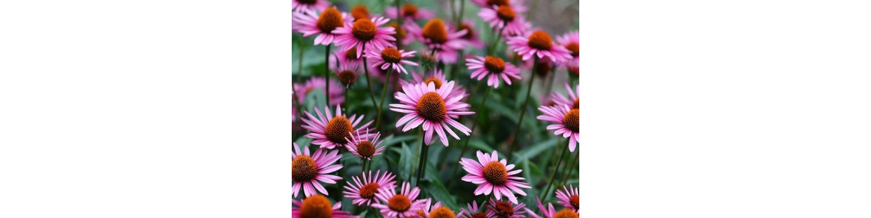 Premium Echinacea (Purple Coneflower) Seeds | Heirloom & Non-GMO | The Seed Guy