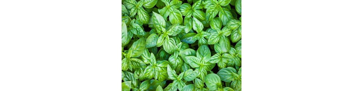 Premium Italian Large Leaf Basil Seeds | Heirloom & Non-GMO | The Seed Guy