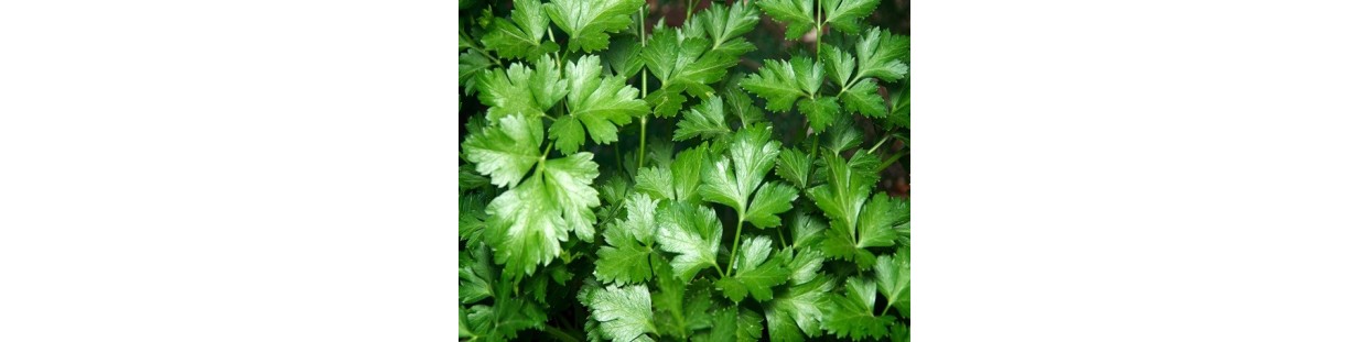 Premium Italian Giant Parsley Seeds | Heirloom & Non-GMO | The Seed Guy