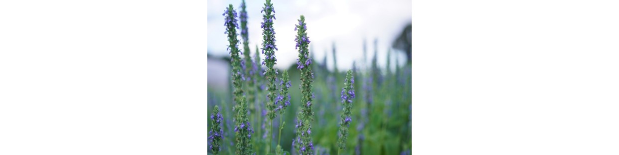 Premium Chia Seeds | Heirloom, Non-GMO & Open-Pollinated | The Seed Guy ®