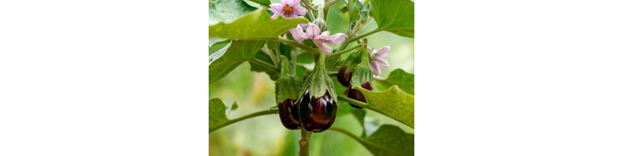 Shop Eggplant Seeds | Heirloom & Non-GMO Garden Seeds | The Seed Guy