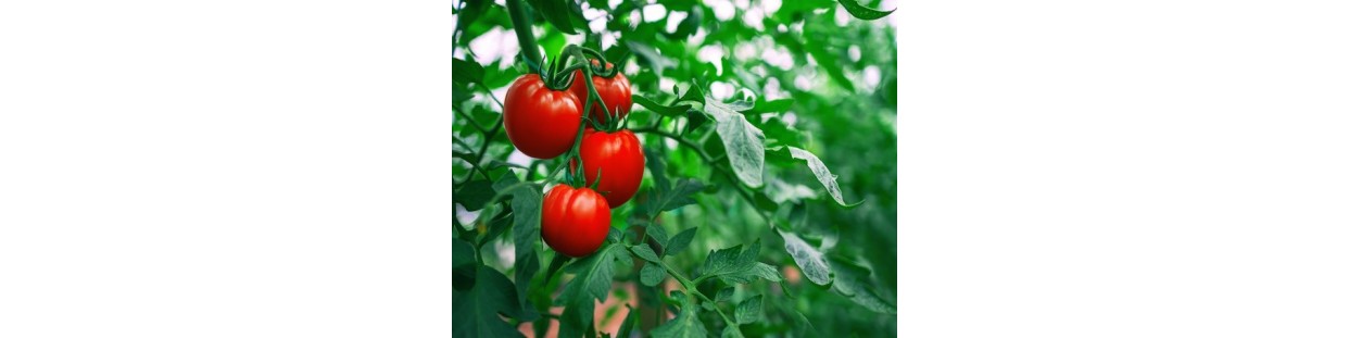 Shop Tomato Seeds | Heirloom & Non-GMO Garden Seeds | The Seed Guy