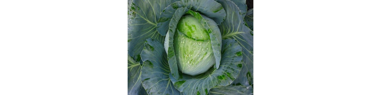 Shop Cabbage Seeds | Heirloom & Non-GMO Varieties | The Seed Guy
