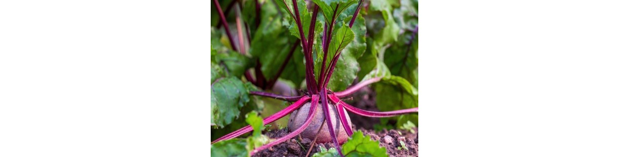 Shop Beet Seeds | Heirloom Root & Green Varieties | The Seed Guy