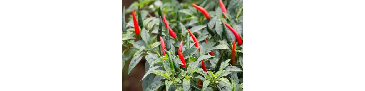 Shop Pepper Seeds | Heirloom & Non-GMO Sweet & Hot Peppers | The Seed Guy