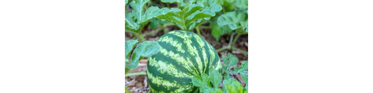 Shop Watermelon Seeds | Heirloom & Non-GMO Garden Seeds | The Seed Guy
