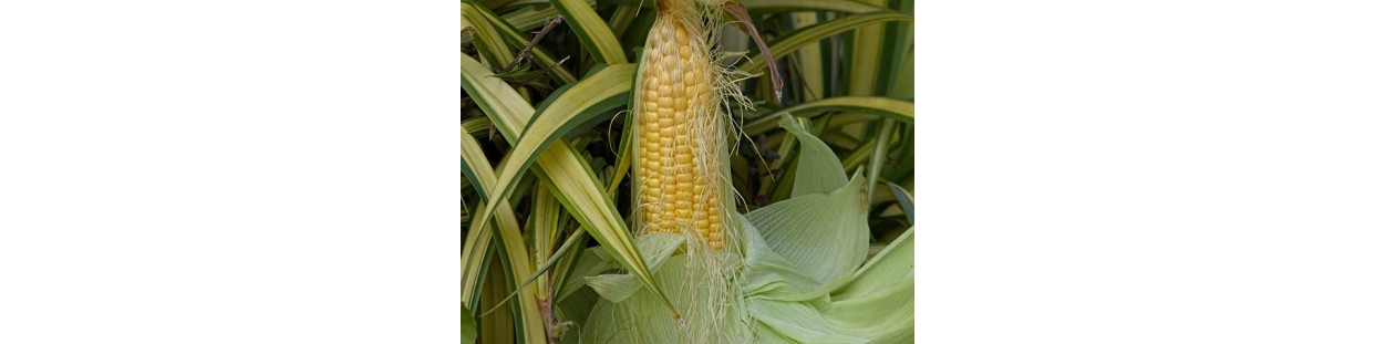 Shop Corn Seeds | Heirloom, Sweet & Field Corn | The Seed Guy