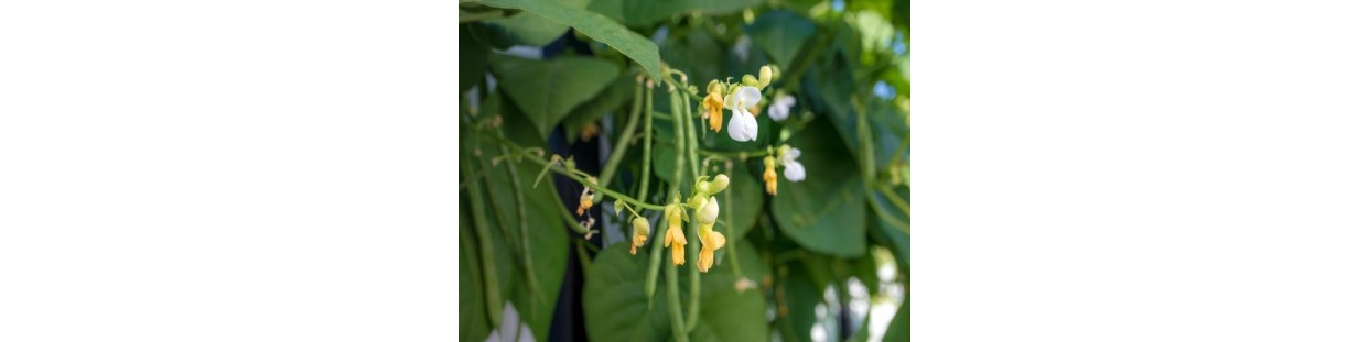 Shop Bean Seeds | Heirloom Pole & Bush Varieties | The Seed Guy