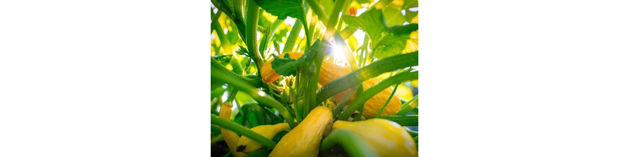 Shop Squash Seeds | Heirloom & Non-GMO Summer & Winter Squash | The Seed Guy