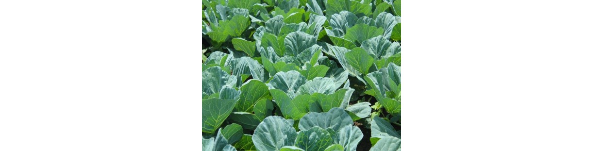 Shop Collard Seeds | Heirloom & Non-GMO Garden Seeds | The Seed Guy