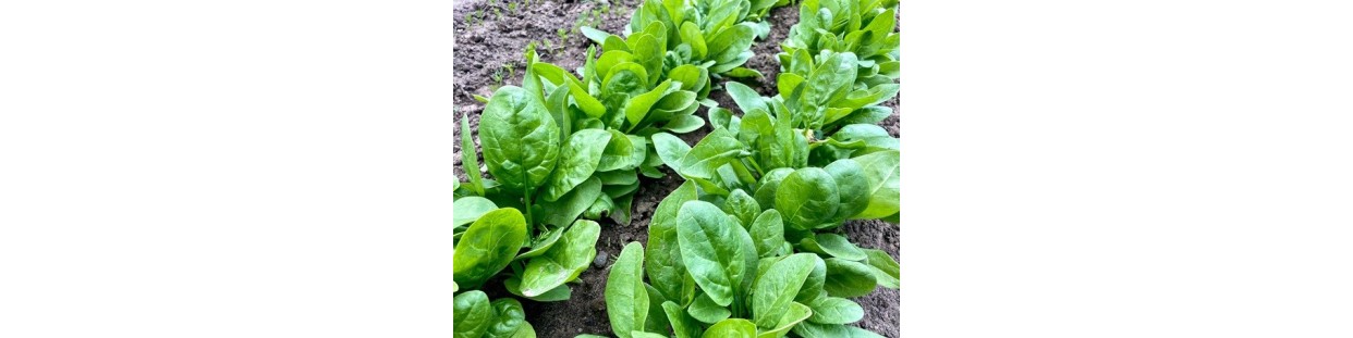 Shop Spinach Seeds | Heirloom & Non-GMO Garden Seeds | The Seed Guy