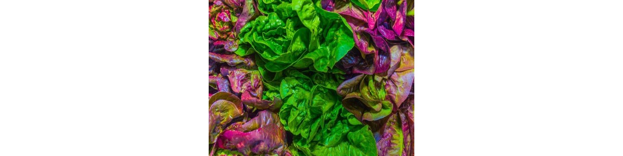 Shop Lettuce Seeds | Heirloom & Non-GMO Garden Seeds | The Seed Guy