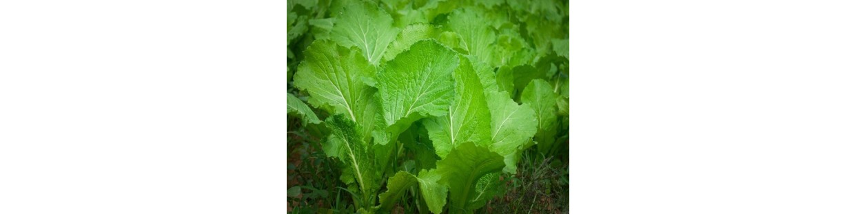 Shop Mustard Seeds | Heirloom & Non-GMO Garden Seeds | The Seed Guy