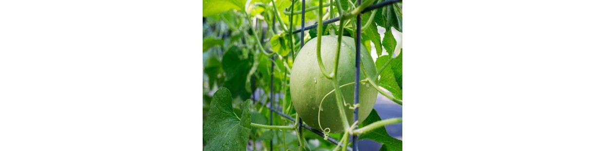 Shop Melon Seeds | Heirloom & Non-GMO Cantaloupe & Honeydew | The Seed Guy