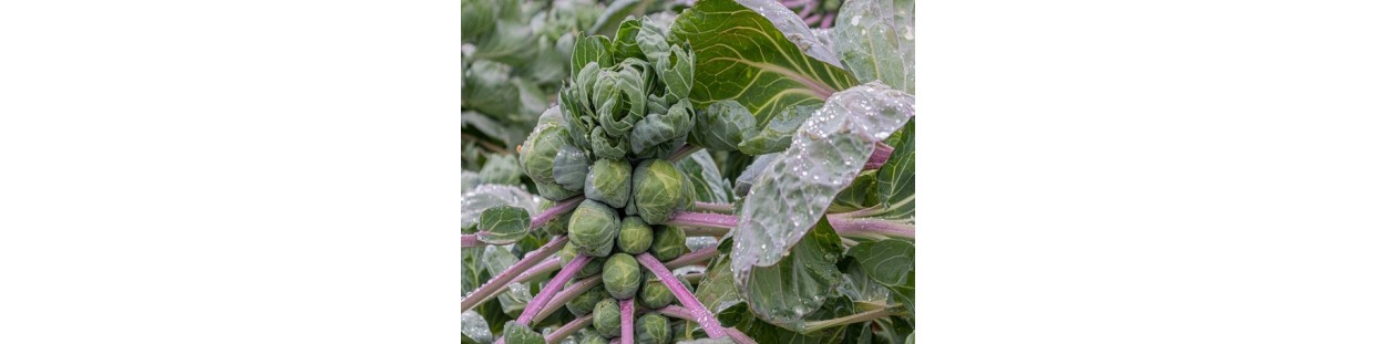 Shop Brussels Sprouts Seeds | Heirloom & Non-GMO | The Seed Guy