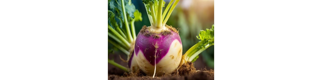 Shop Turnip Seeds | Heirloom & Non-GMO Garden Seeds | The Seed Guy