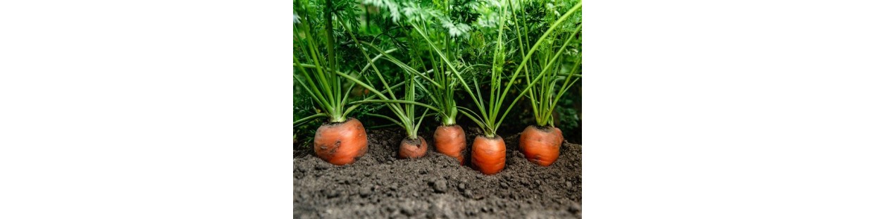 Shop Carrot Seeds | Heirloom & Non-GMO Garden Seeds | The Seed Guy