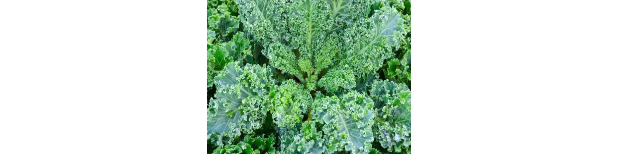 Shop Kale Seeds | Heirloom & Non-GMO Garden Seeds | The Seed Guy