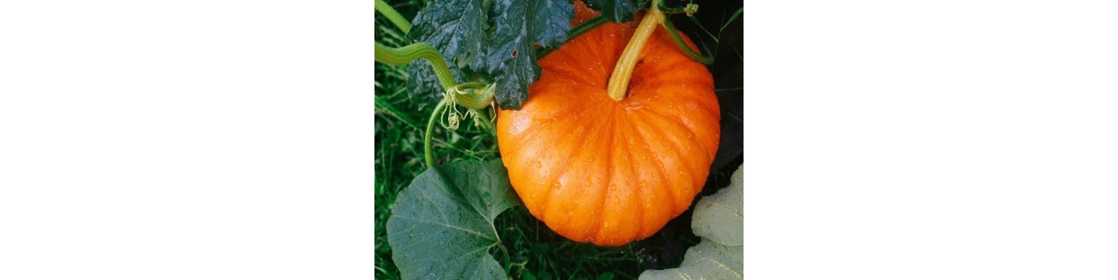 Shop Pumpkin Seeds | Heirloom & Non-GMO Garden Seeds | The Seed Guy