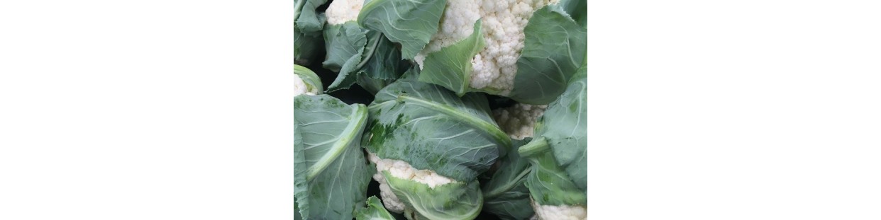 Shop Cauliflower Seeds | Heirloom & Non-GMO Garden Seeds | The Seed Guy
