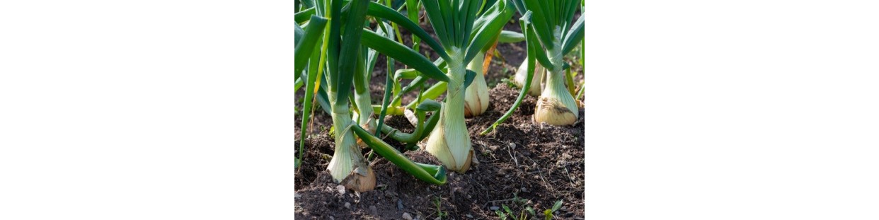 Shop Onion Seeds | Heirloom & Non-GMO Garden Seeds | The Seed Guy
