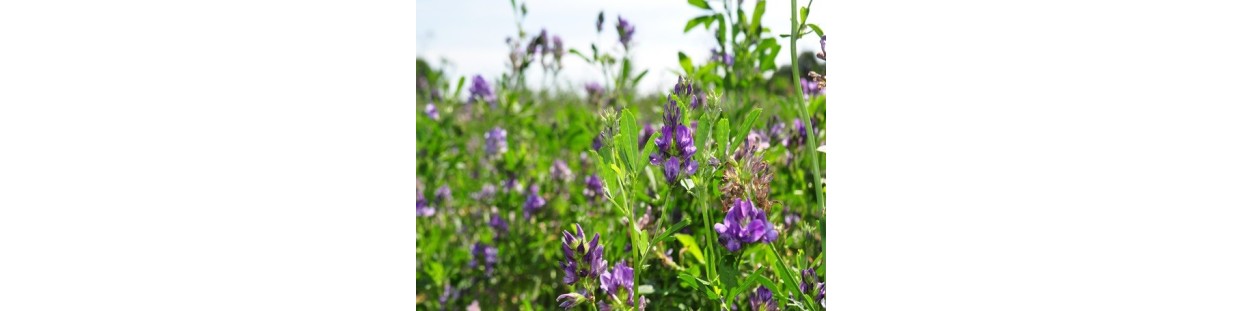 Shop Alfalfa Seeds for Planting | Heirloom Forage & Cover Crop | The Seed Guy