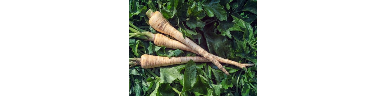 Shop Parsnip Seeds | Heirloom & Non-GMO Garden Seeds | The Seed Guy