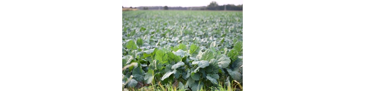 Shop Rutabaga Seeds | Heirloom & Non-GMO Garden Seeds | The Seed Guy