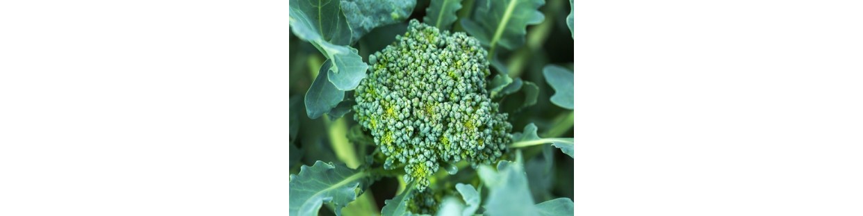 Shop Broccoli Seeds | Heirloom Superfood Varieties | The Seed Guy