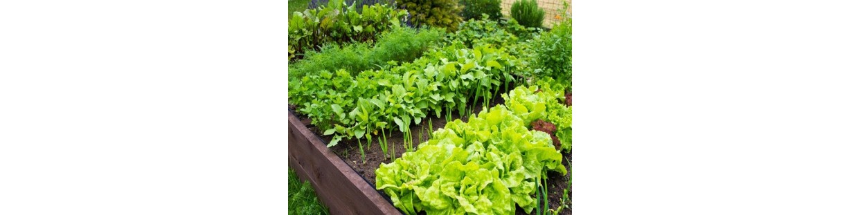 12 Variety Garden Package | Heirloom & Non-GMO Seeds | The Seed Guy