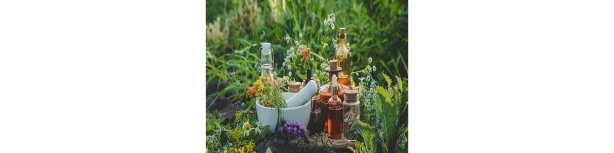 Shop 15 Variety Medicinal Herb Package | Non-GMO | The Seed Guy