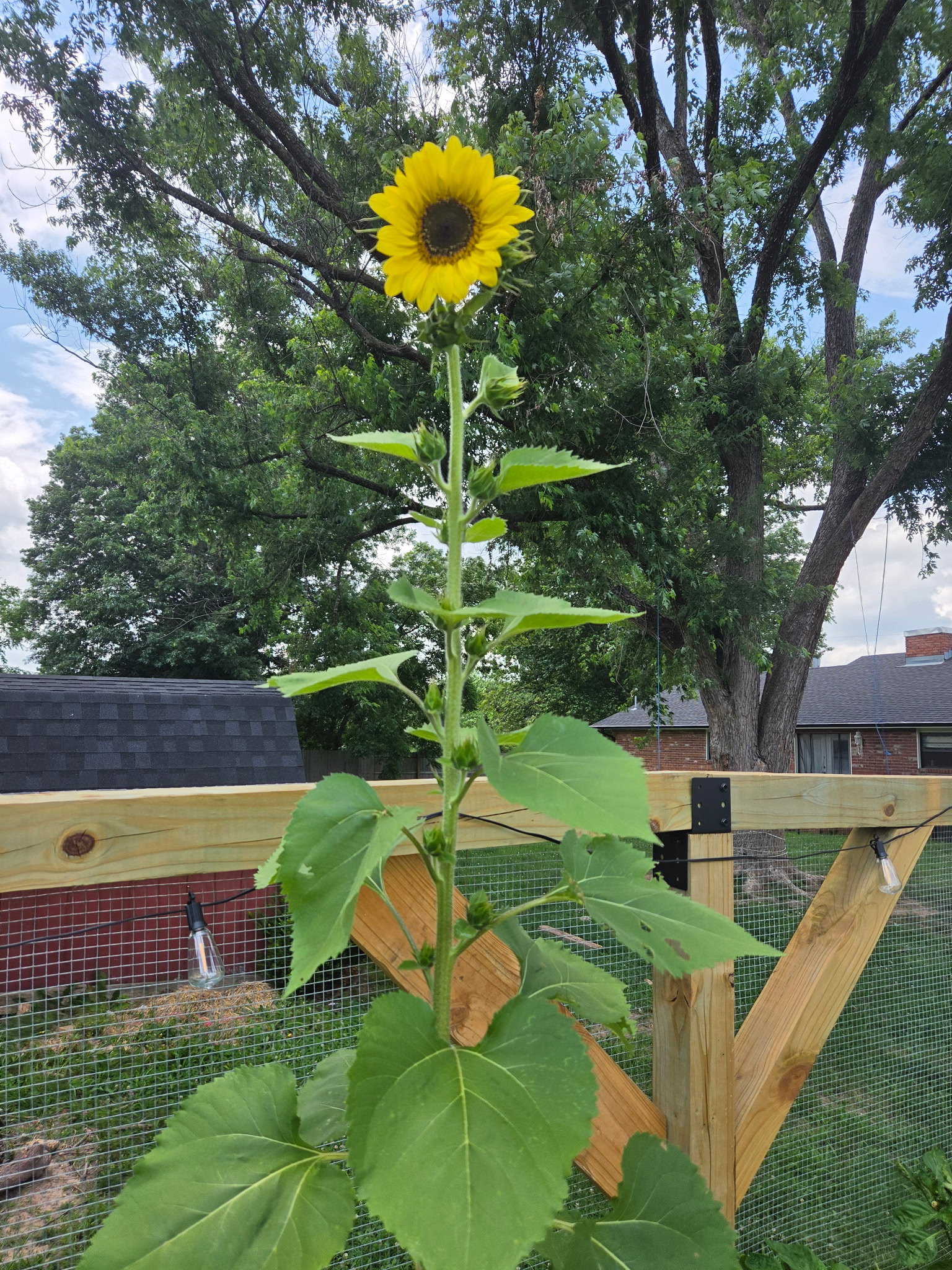 Heirloom Sunflower Pollinator