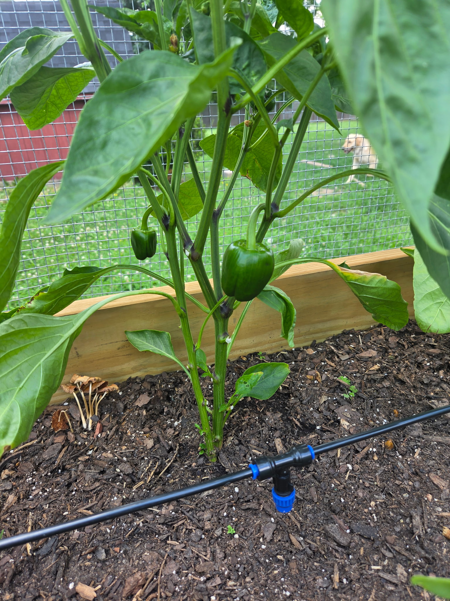 California Wonder Bell Pepper