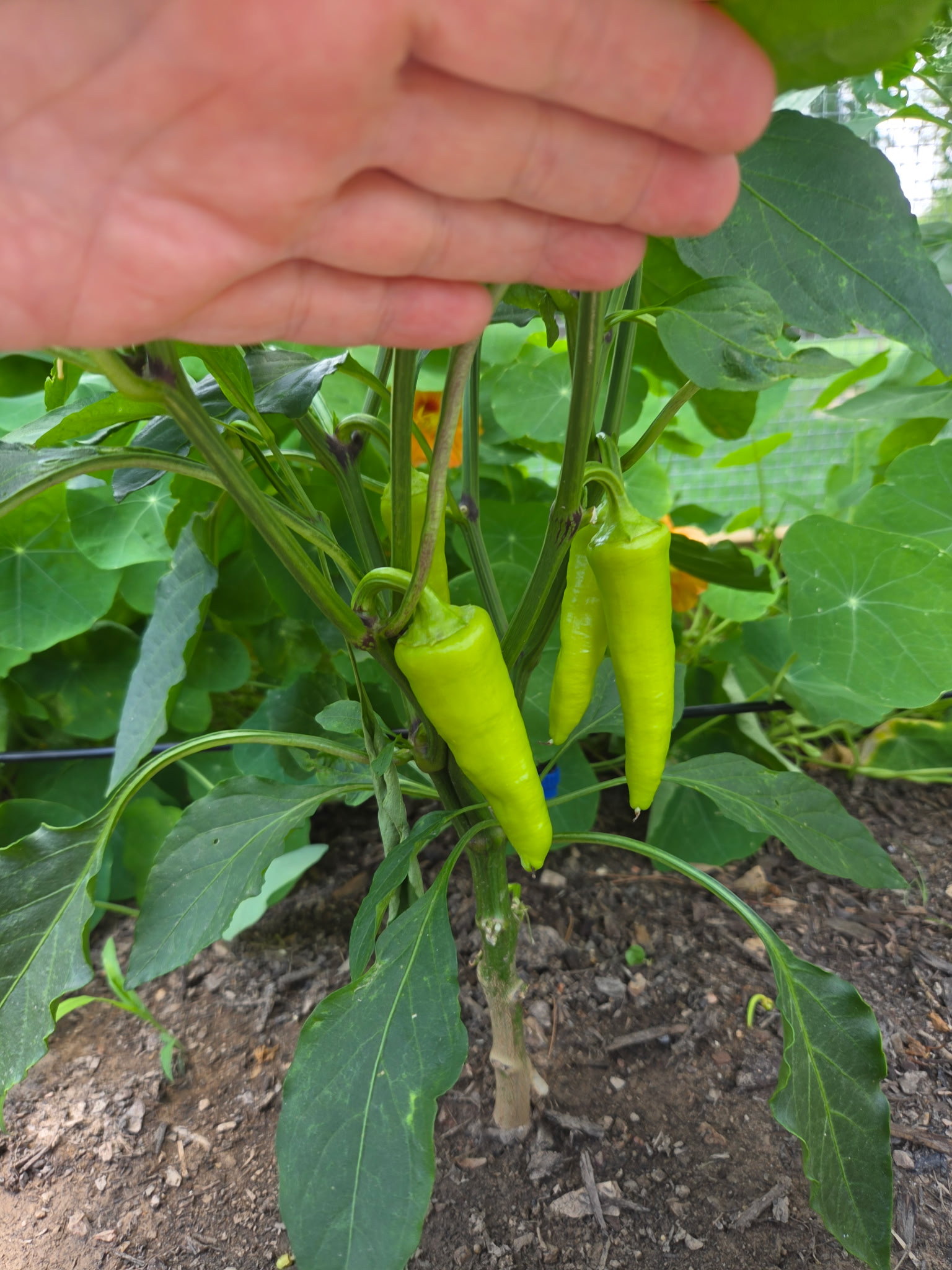 Thriving Heirloom Vegetable Garden